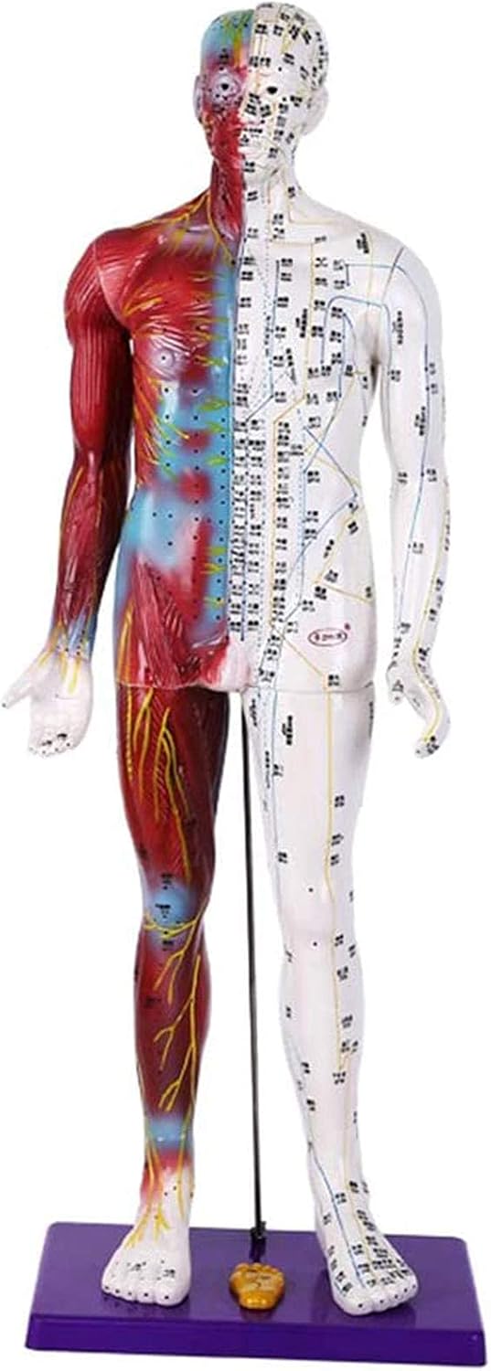 Male Acupuncture Model 33.5",Human Acupuncture meridians
