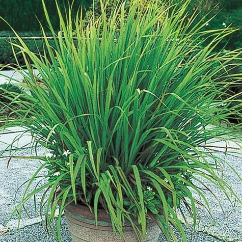 1500+ Lemongrass Seeds for Planting Non-GMO Heirloom Seeds Lemon Grass Herbs Seeds for Planting Garden, Indoor or Outdoor