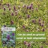 Sow Right Seeds - Heal-All Seeds for Planting - Self Heal Prunella Vulgaris - Non-GMO Heirloom Medicinal Herb - Grow Your Own Wildflower Garden - Attracts Pollinators - Easy to Grow in Gardens (1) #4