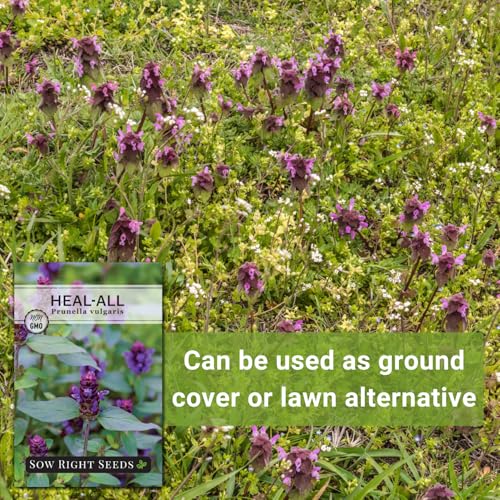 Sow Right Seeds - Heal-All Seeds for Planting - Self Heal Prunella Vulgaris - Non-GMO Heirloom Medicinal Herb - Grow Your Own Wildflower Garden - Attracts Pollinators - Easy to Grow in Gardens (1) - Image 5