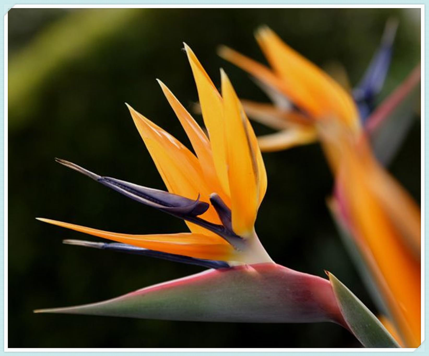 Cut Flowers,Strelitzia Bulbs, Excellent Display, Greening Flower, Bird of Paradise Plant Bulbs,Natural Organic, Good for Containers-3 Bulbs-E