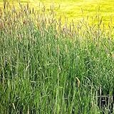 TomorrowSeeds - Climax Timothy Grass Seeds - 2000+ Count - for 2026 Planting Hay Pasture Meadow Lawn Landscape Herd Phleum Pratense Perennial Tall Cover Crop Non-GMO Heirloom Grow Your Own Home Farm