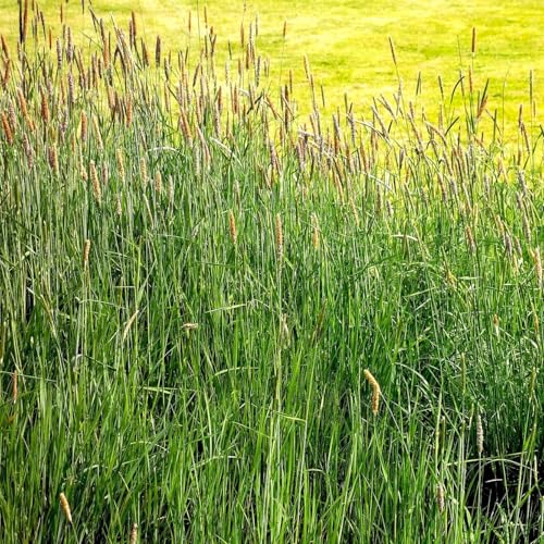 TomorrowSeeds Climax Timothy Grass Seeds