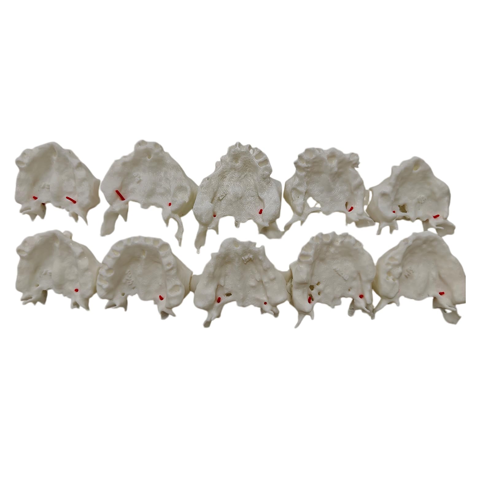 YRQMGSF 10 Pcs Dental Teeth Model Includes CT-Based Palatine Artery Implantation Exercises Implant Demonstration Model Clear Teeth for Study Teach