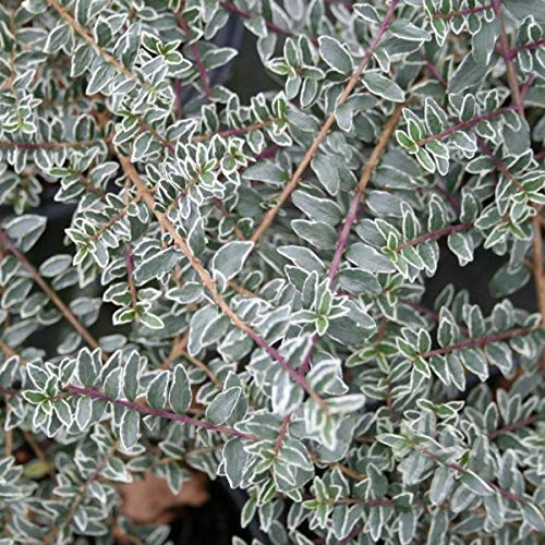 Umbrella Hedge Cherry 'Silver Beauty' - Lonicera Nitida 'Silver Beauty'  25-30 cm Pot - Silver Grey Leaves : Amazon.de: Garden
