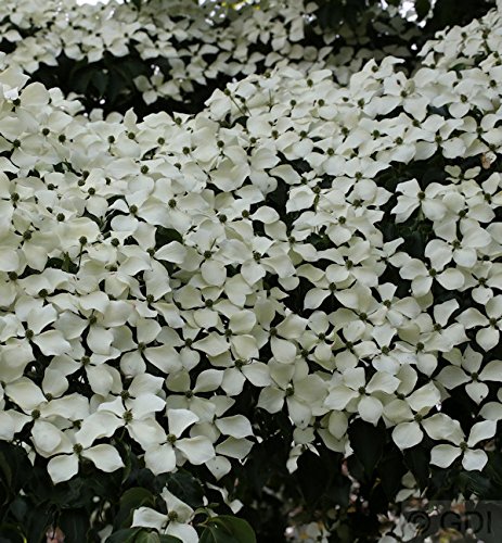 Chinesischer Blumen Hartriegel Wietings Select 40-60cm - Cornus kousa - lebende Gartenpflanze aus den Baumschulen