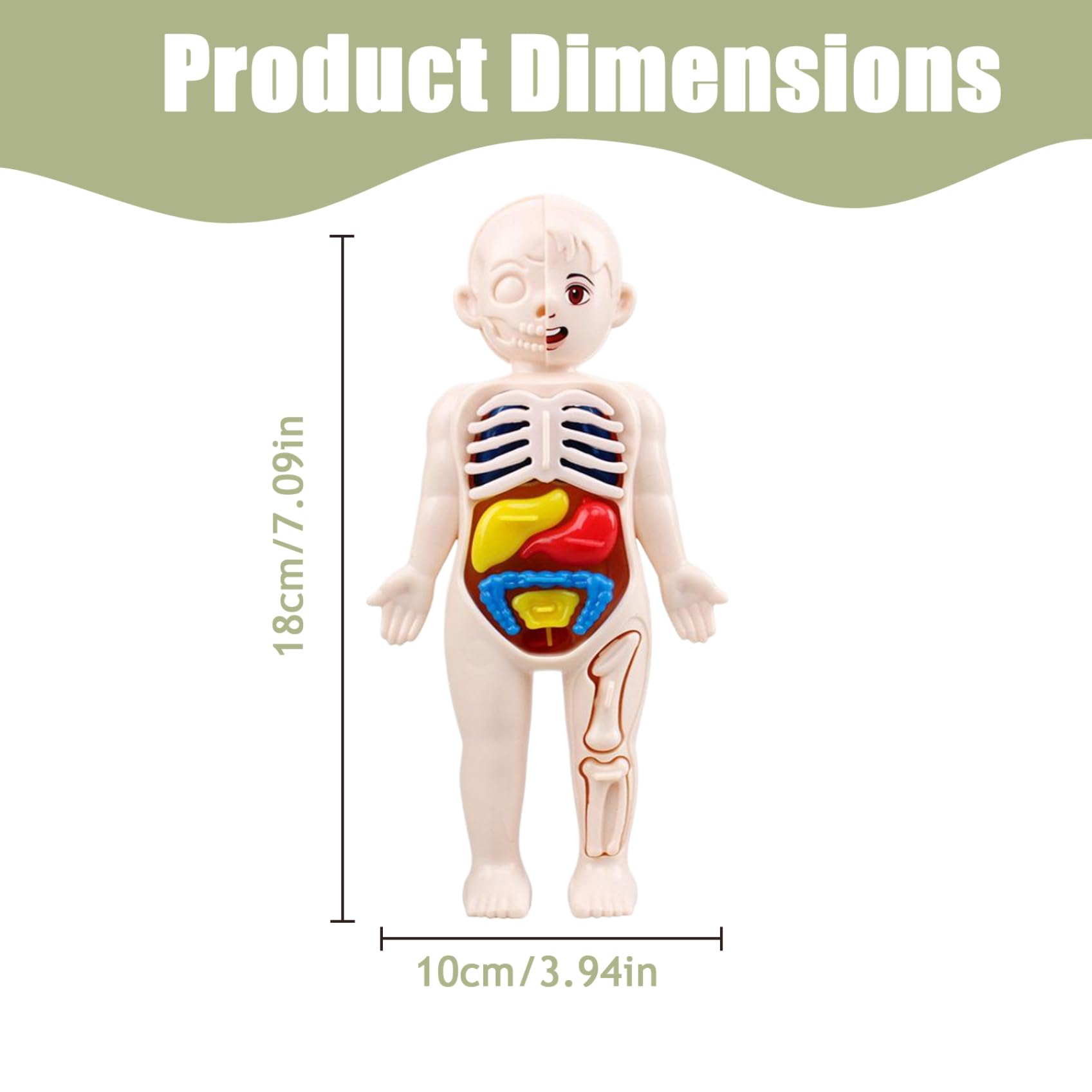 Xiaoxu Modelo del Cuerpo Humano para niños, Modelo anatómico de 7x4 Pulgadas con órganos Desmontables, Juguete Educativo científico de ABS sin Rebabas para niños Mayores de 3 años, anatomía