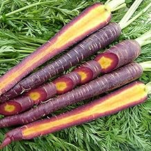 Organic Cosmic Purple Carrot Seed - 500 mg 350 Seeds - Organic, Non-GMO, Open Pollinated, Heirloom, Vegetable Gardening Seeds