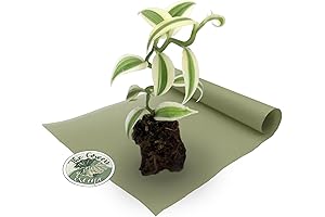 Super Variegated Vanilla Starter Plant