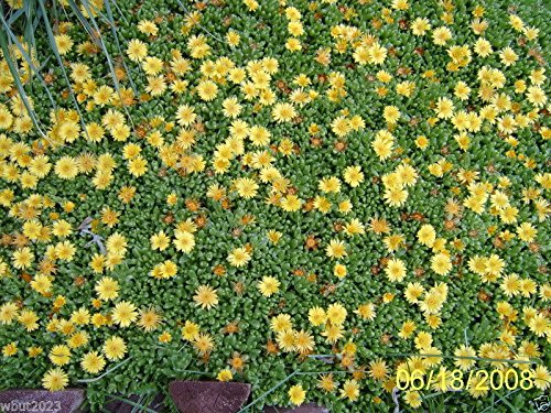 1 gallon pot plant Square Pot
