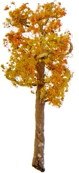 Professional Series Early-Fall Sycamore, 1"