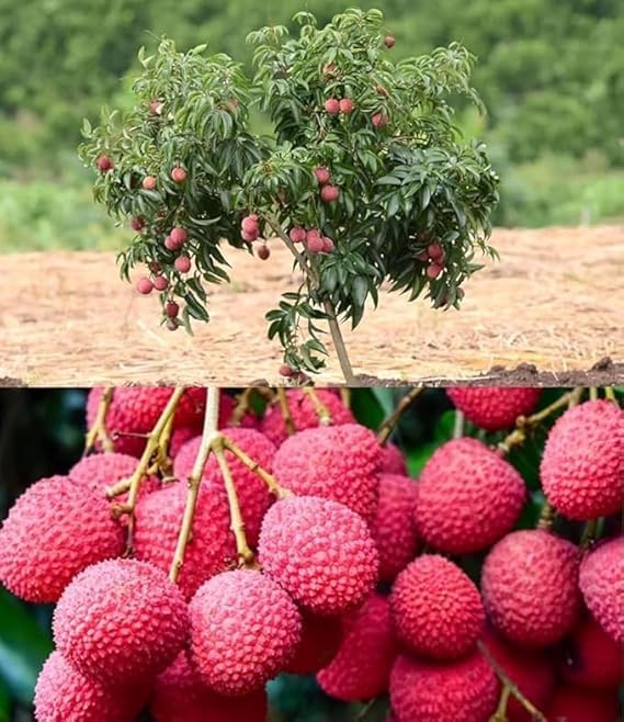 See full amazon price history chart for Litchi plant grafted hybrid (1 healthy live plant) Litchi plant grafted hybrid (1 healthy live plant) (B0DCVTP61X) Amazon Price History, Amazon Price Tracker