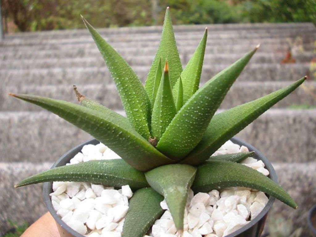 Mphmi Air Plant, Tillandsia ionantha Guatemala (Small) Plant Amazon.in Garden & Outdoors