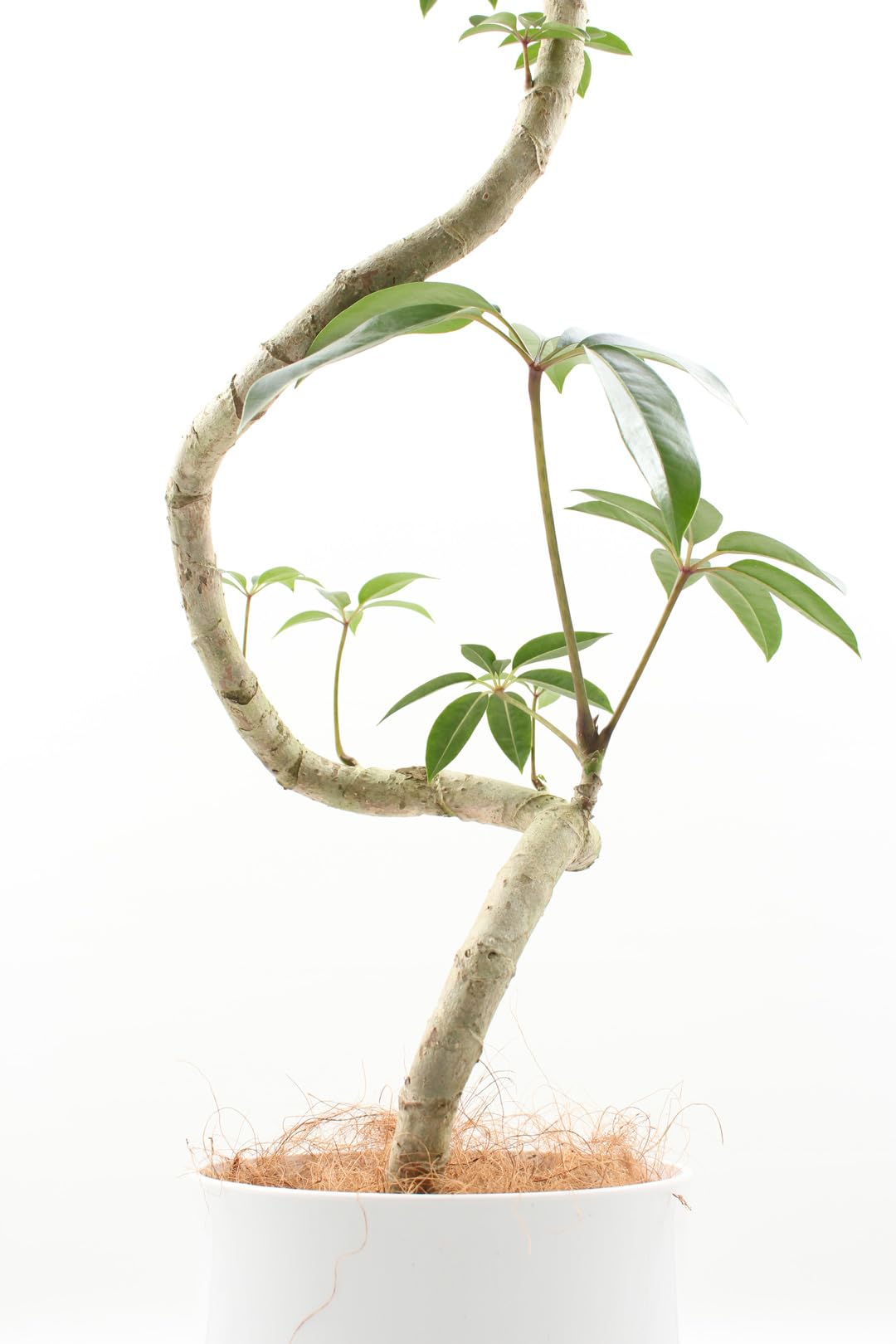 Amazon｜ツピタンサス 8号 曲がり 受け皿付 【観葉植物 本物