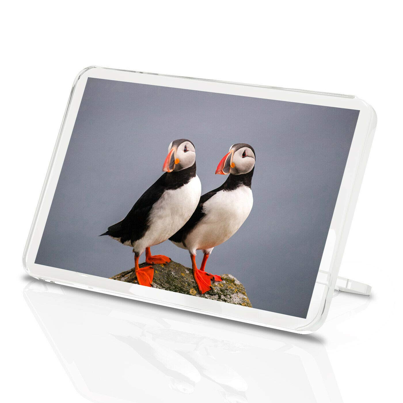 1 x Fridge Magnet -Puffin Couple Classic Fridge Magnet - Pelagic Sea Birds Nature 14150