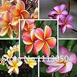 Sale! Free Shipping 100pcs 10 kinds Bonsai Plumeria Seeds 100% Genuine Organic Blooming Flower Seeds Garden Plant