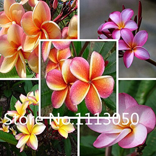 Sale! 100pcs 10 kinds Bonsai Plumeria Seeds Organic Blooming Flower Seeds Garden Plant