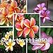 Sale! Free Shipping 100pcs 10 kinds Bonsai Plumeria Seeds 100% Genuine Organic Blooming Flower Seeds Garden Plant