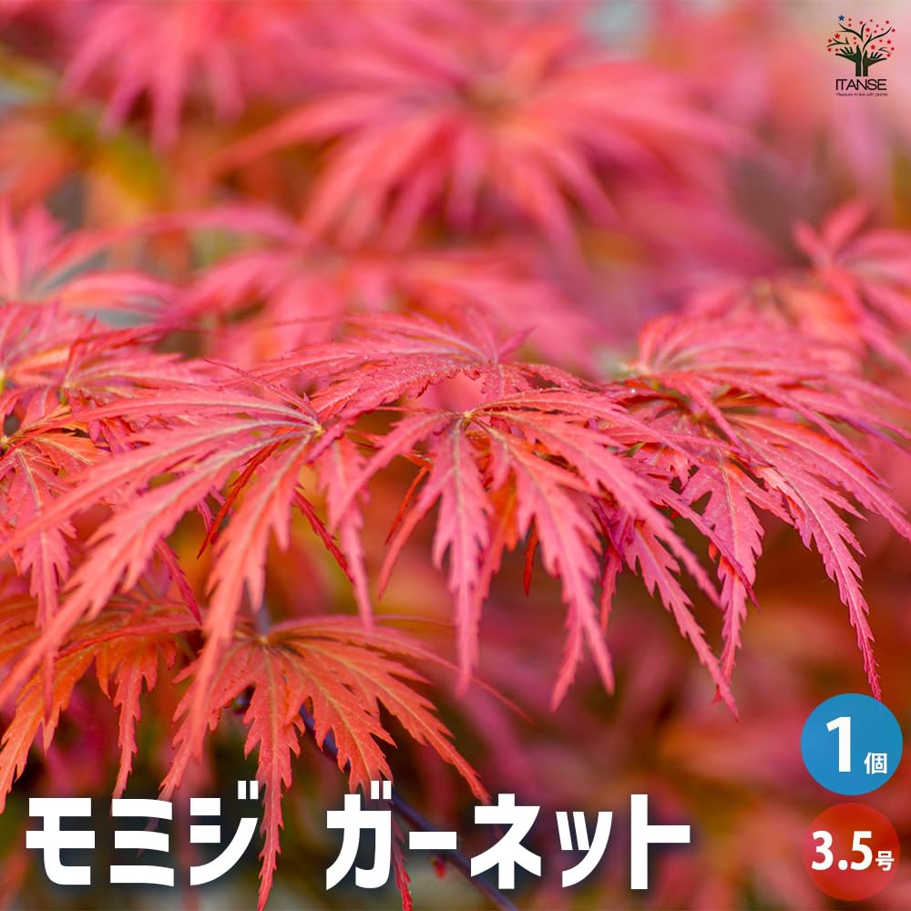 Amazon.co.jp: ITANSE モミジ ガーネット 3.5号 1個売り 落葉中