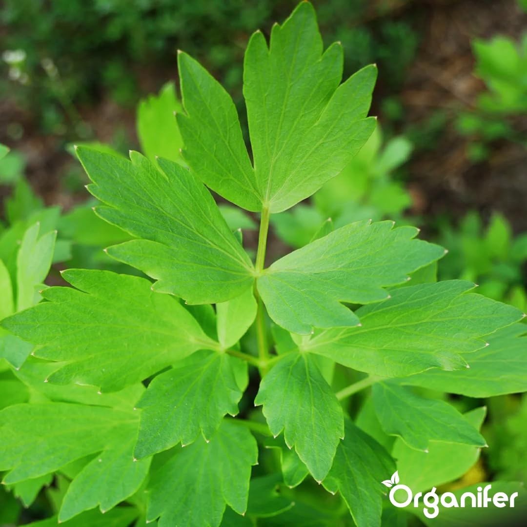 Liebstöckel Flüssigdünger 10L – Organischer Flüssig-Pflanzendünger für große Kräuterbeete, Garten und Hochbeet – Organifer