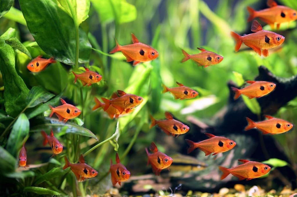 Red Phantom Tetra (8 Fish Pack) - Live Fish for Aquarium Exotic Freshwater Live Fish, Live Aquarium Fish, Live Fish, Live Freshwater Fish - Freshwater Fish Live Buy Live Fish