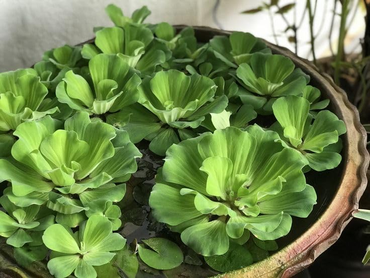 Water lettuce live floating aquarium plants (Pack of 5)-image-31