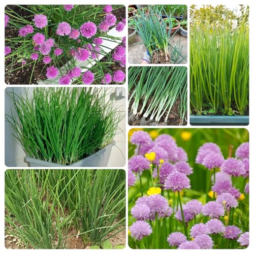 semi di cipollina biologici - giardino da interno da esterno resistenti letto per balcone 800pcs