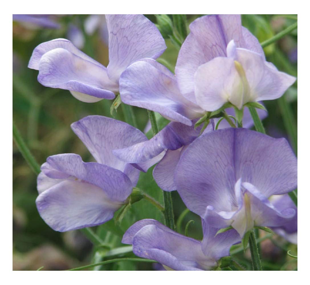 Premier Seeds DirectSweet Pea - HI Scent - 30 Finest Seeds - GRANDIFLORA