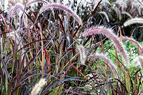 Purple Fountain Grass Ornamental Pennisetum Dark Burgundy Flower Jocad (25 Seeds) #TOP2