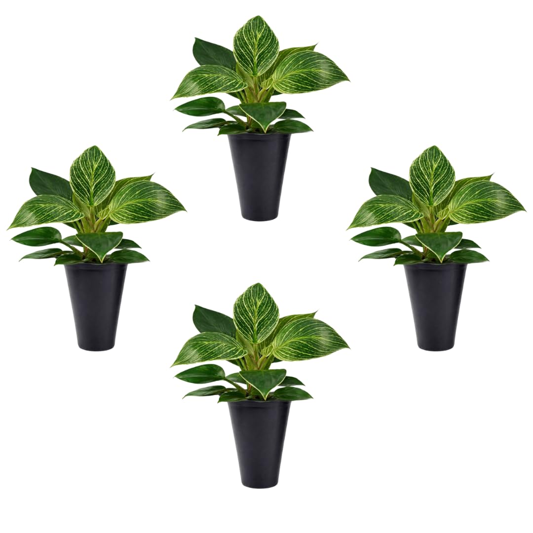 Fam Plants Philodendron Birkin