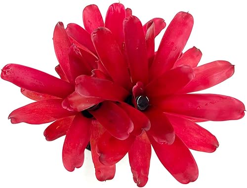 Miniatura 3 de ragnaroc Plantas Vivas - Bromelia Neoregelia 'Super Fireball', 25.4-30.48 cm en Maceta de 15.24 cm - 1 unidad - Llegada Viva Garantizada - Plantas