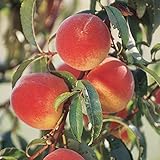 Pixies Gardens Elberta Peach Tree Live Plants Large, Yellow with a Red Blush. Yellow Flesh, Very...