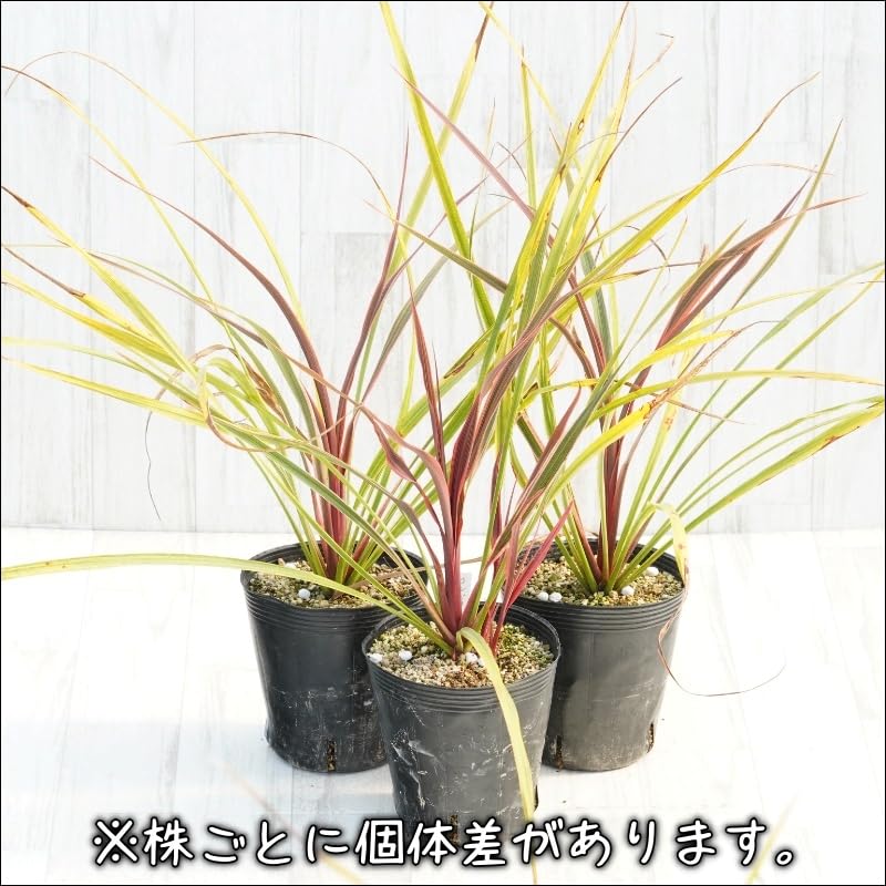 Amazon.co.jp: コルジリネ「カンカン」5号ロングポット ※コルディリネ