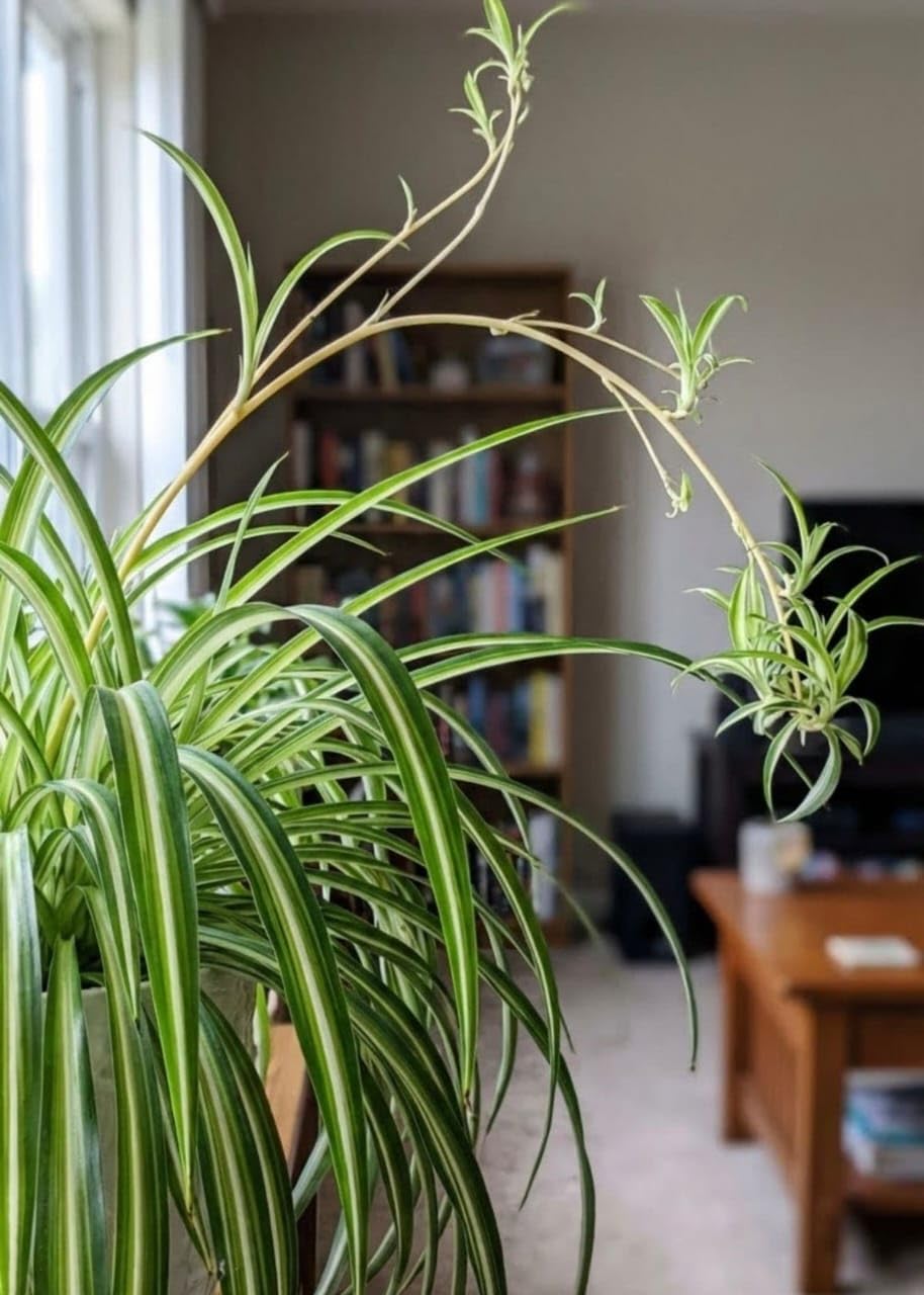 Spider Plant Runner Live Plant Air Purifying Hanging Basket Plant for Homes (1 Healthy Live Plant)-image-16