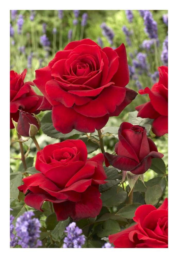 Artworks Italia Papier Fleurs Rose Art-45,7 x 66 cm