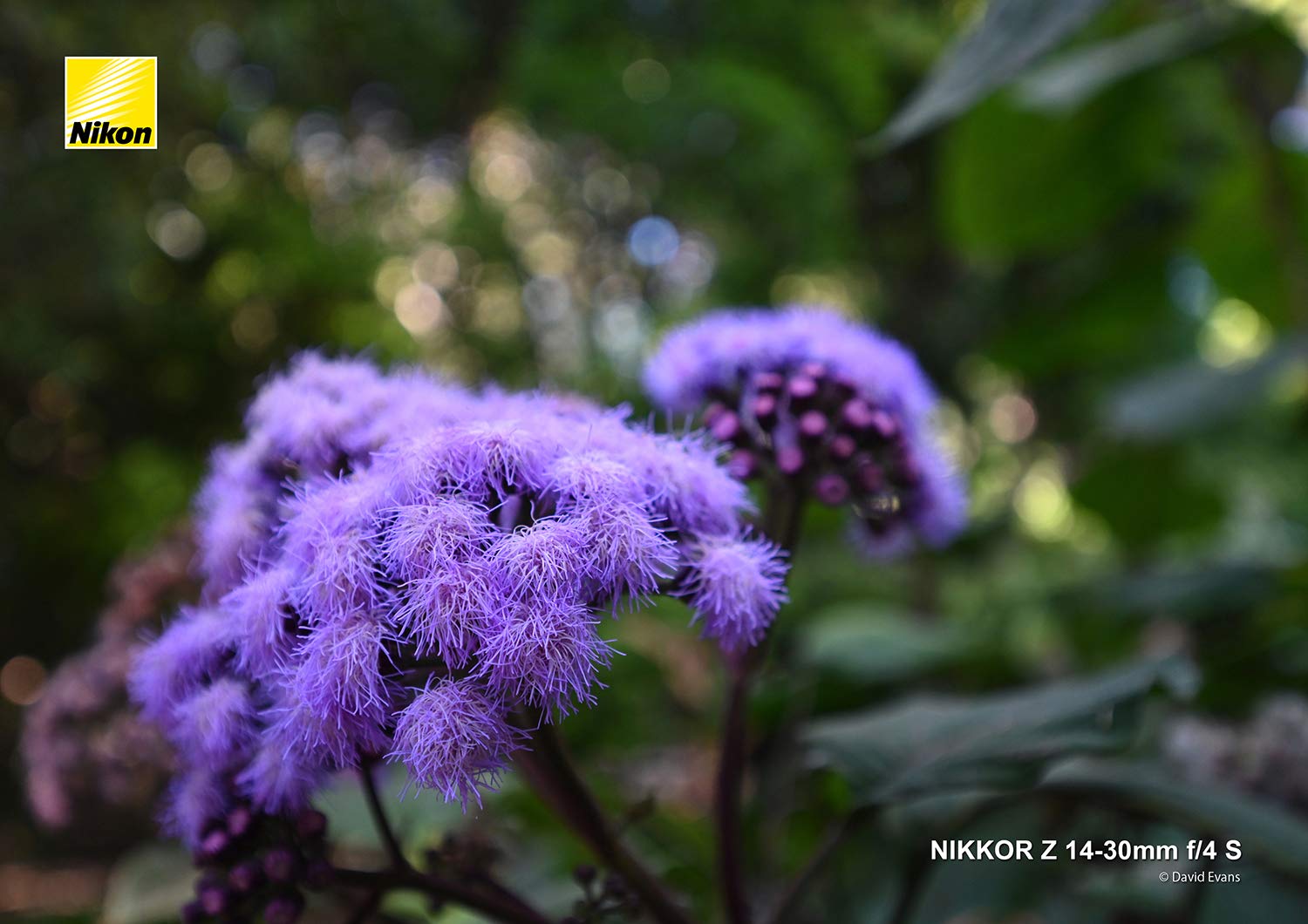 Amazon.co.jp: Nikon 超広角ズームレンズ NIKKOR Z 14-30mm f/4S Z