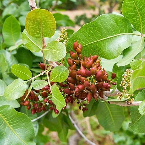 Miniatura 6 de Juego de 2 plántulas de pistache vivas, sin raíces desnudas de 1 a 2 pies de alto, plantas iniciales de árbol de pistacho, árboles de sombra