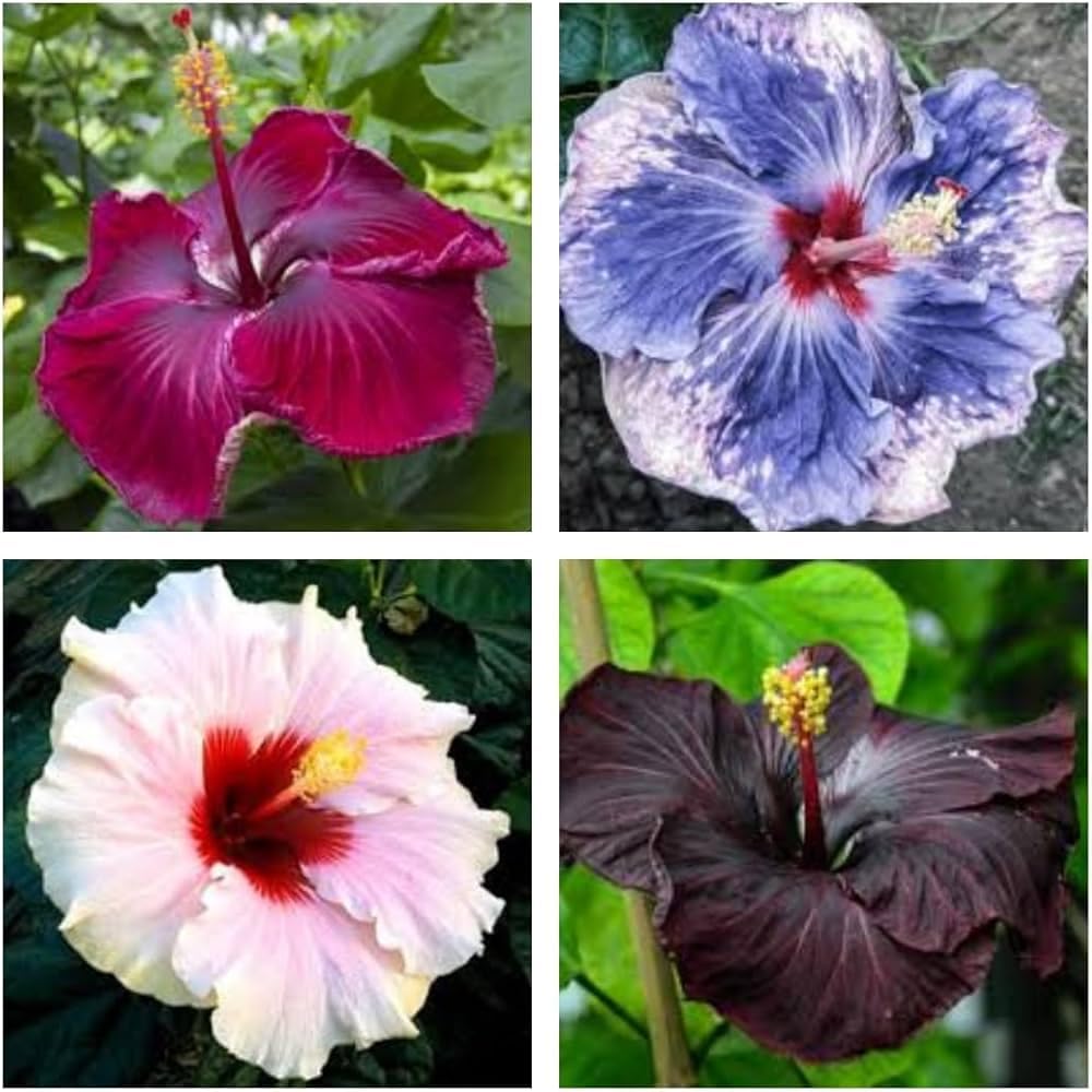 Real Hibiscus Flower Plant for Home & Garden Decoration-image-36