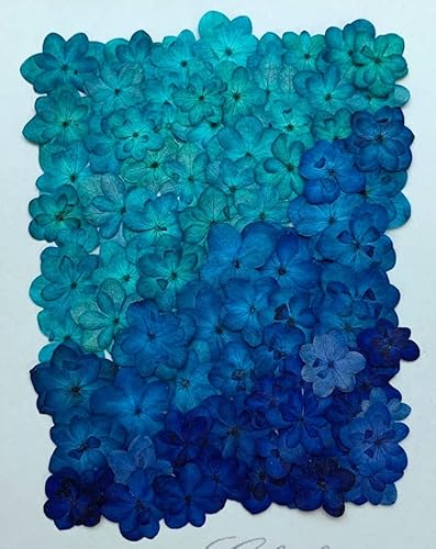 押し花セット・八重あじさい着色Mix　押し花 ドライフラワー 八重あじさい 3色（合計40枚以上） (ブルー)のサムネイル