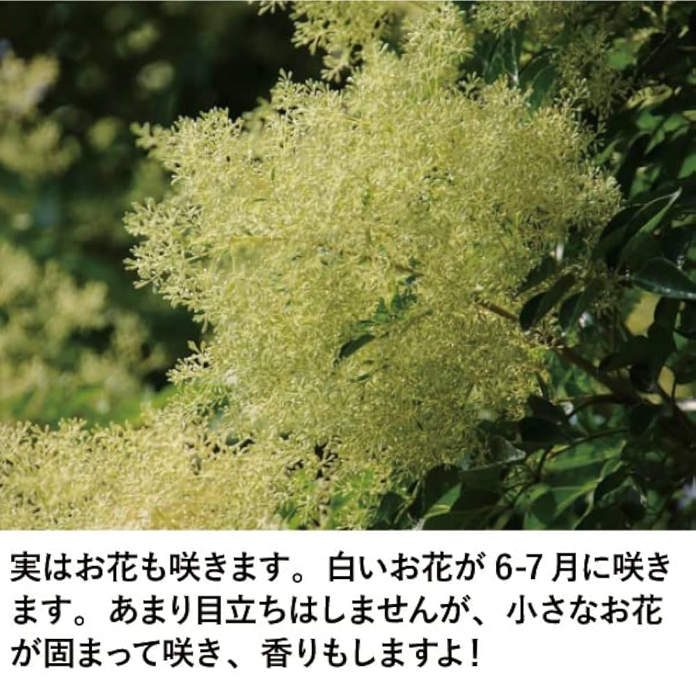 即購入可☆emuemu　シマトネリコ　樹高H1.5m 即購入可☆emuemu様専用 シマトネリコ 樹高H1.5m