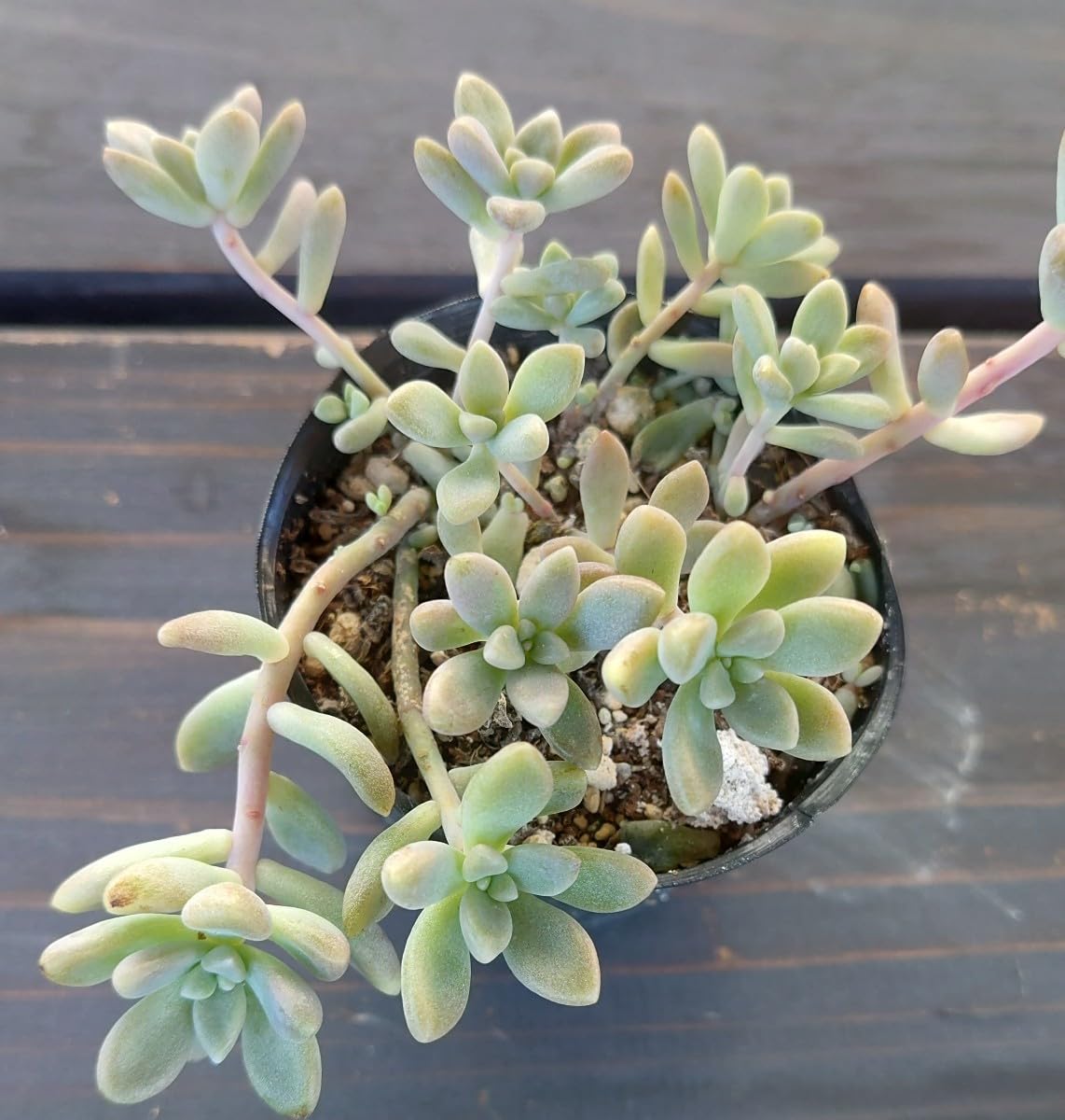 Amazon.co.jp: 多肉植物 姫秀麗 ひめしゅうれい : ホーム＆キッチン