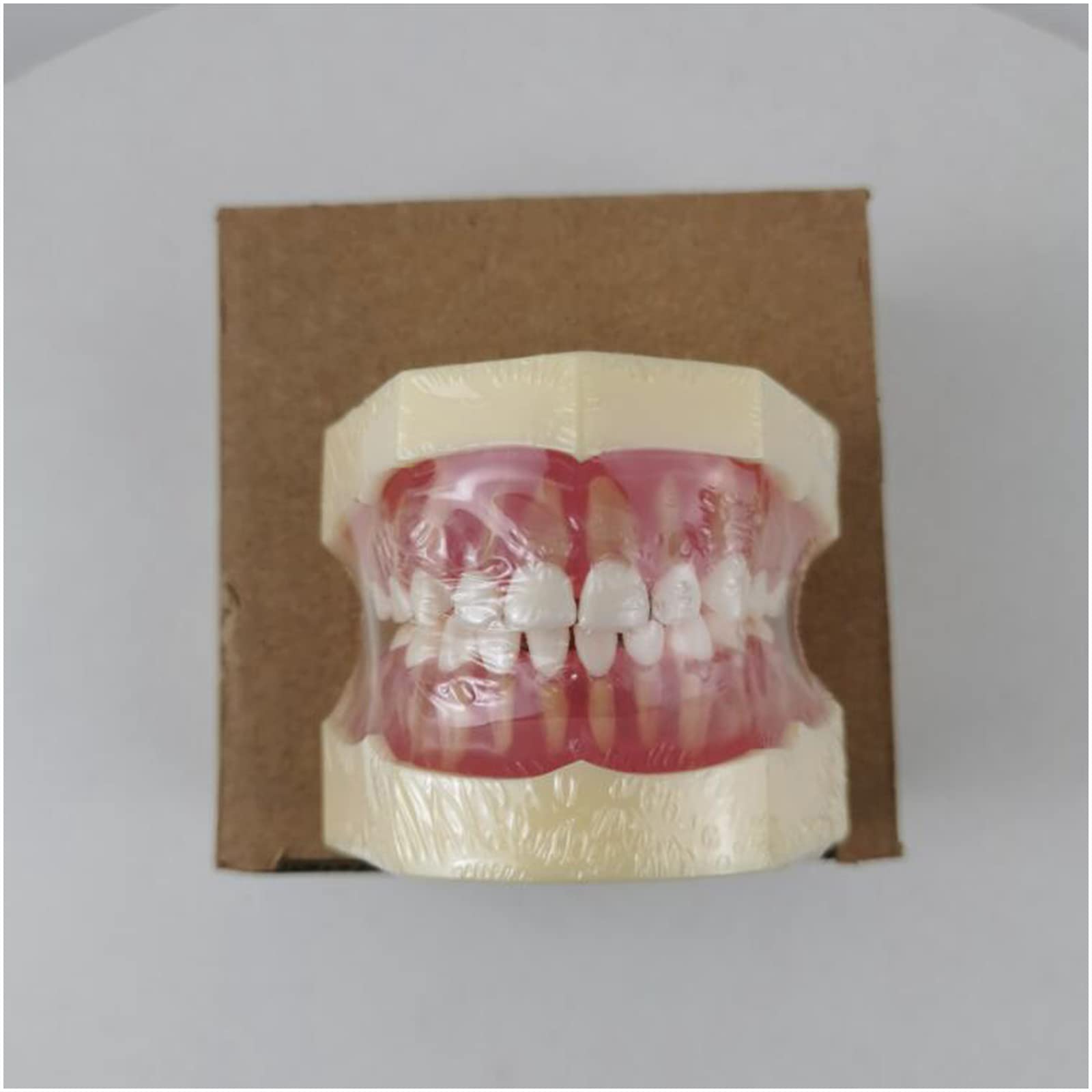 Modello dimostrativo Dentale Modello di Denti per Bambini Modello di Denti Rimovibili per l'insegnamento Dentale o la Cura Orale