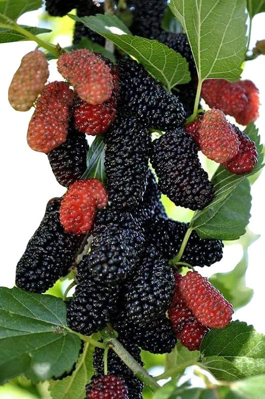SelfLine | Rare Morus Nigra Long Mulberry Hybrid 1 Healthy Live Plant (B0B7G62P96) Amazon Price History, Amazon Price Tracker