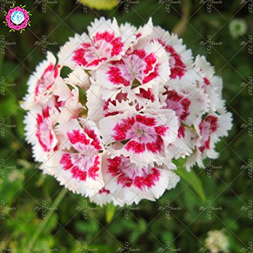 Semillas Monstera 250 Piezas Semillas De Jazmu00edn Resistentes