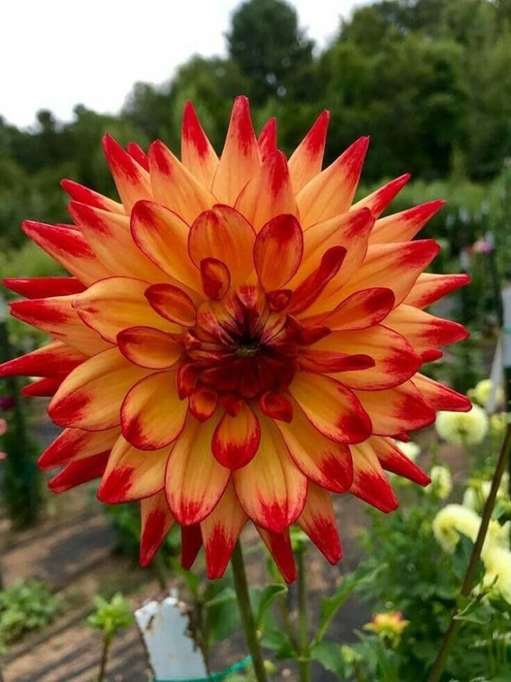 Dahlia Imported Flower Bulbs Your Home and Gardening Pack of 2 Bulbs (ORANGE SHADE)-image-11