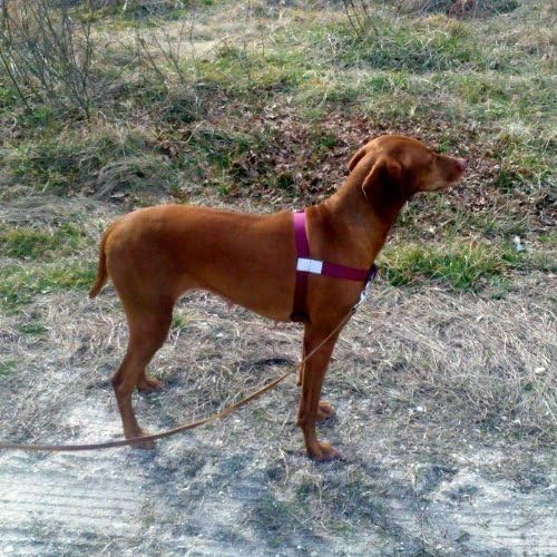 Walk Your Dog with Love, No-Pull Front-Attachment Harness (Black Night, 18-35 pounds)