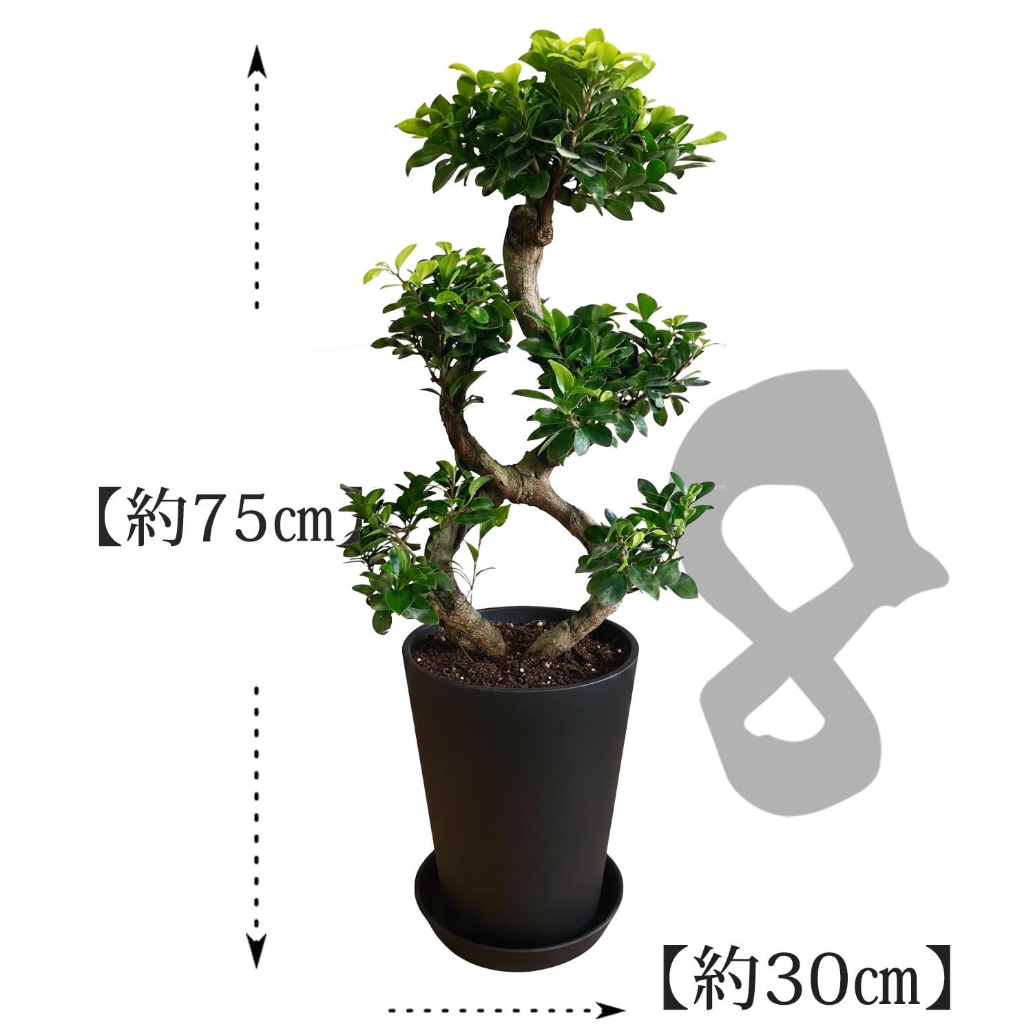 Amazon｜花のギフト社 ガジュマル 8の字 大型 大きい 観葉植物 本物