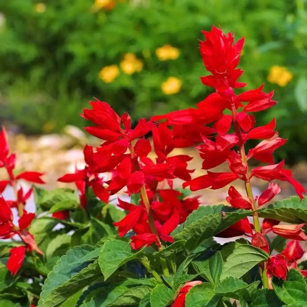 Willvine Salvia Splendens St John’s Fire Seeds-VIC-4N