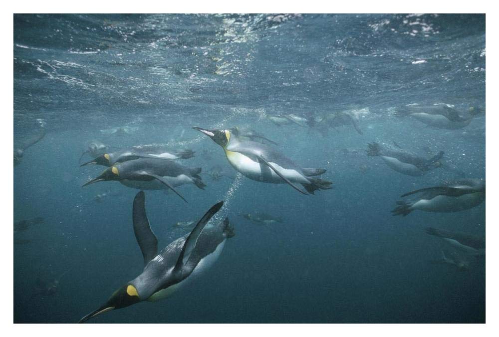 Amazon.co.jp: Global Gallery キングペンギン 水中水泳