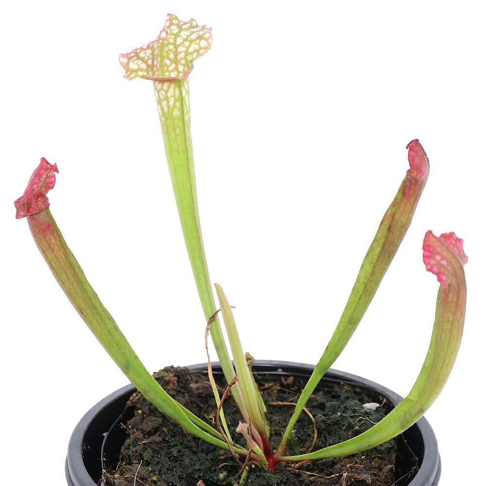 Amazon.co.jp: 【charm】(食虫植物)サラセニア ジュサティップ